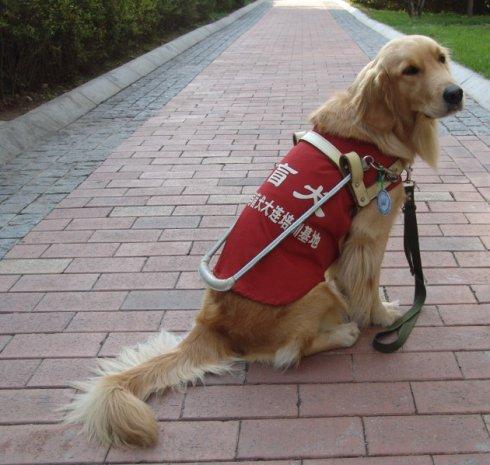 导盲犬没有勋章视频,可以当导盲犬的有哪几种狗狗