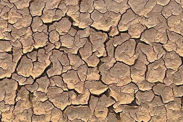 莫言的《蝗虫奇谈》是哪年发表的,莫言蝗虫