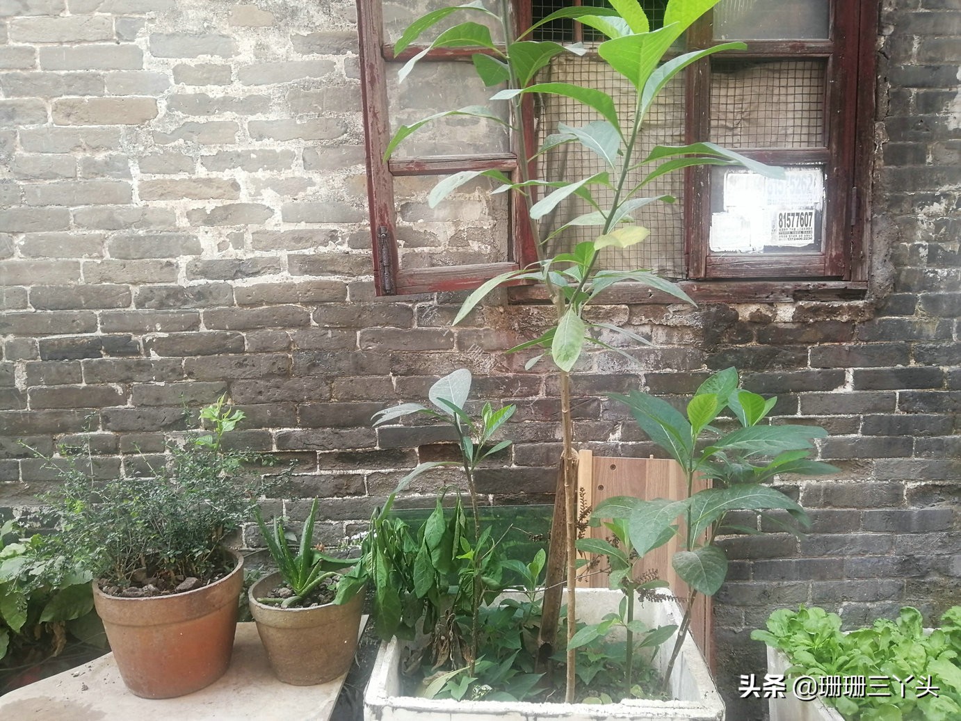 花市探秘,探访广州古村落