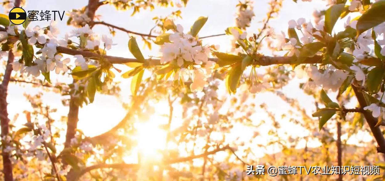 樱桃树干腐病是怎么回事,大樱桃腐烂病怎么治病