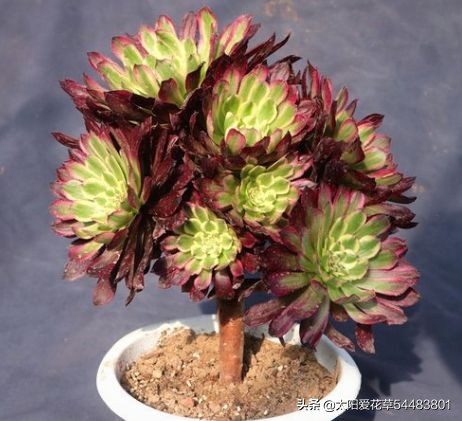 法师多肉休眠期怎么养,怎么判断多肉法师休眠