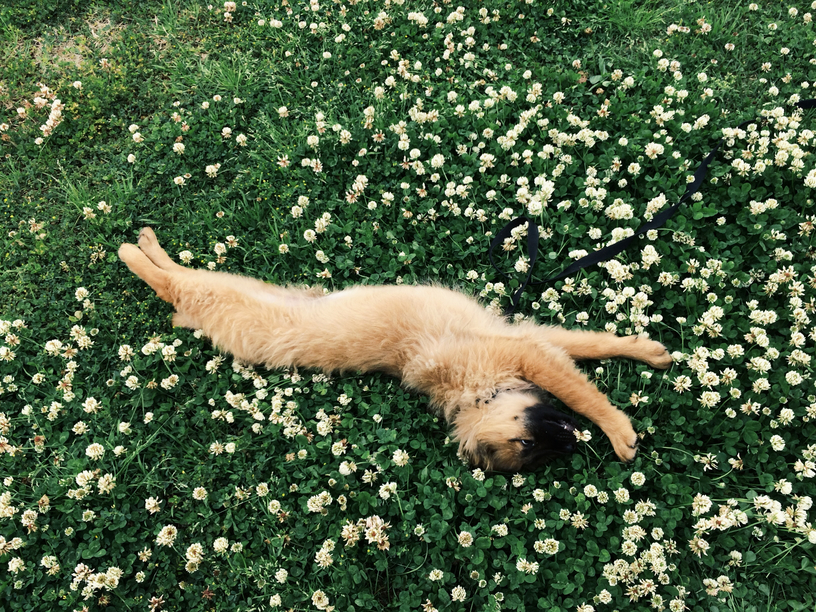 狗狗为什么要吃草然后自己吐,狗狗为什么要出去吃草然后催吐