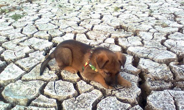 狗狗正常喝水量每天多少毫升,狗狗生病了怎么喂狗狗喝水最好