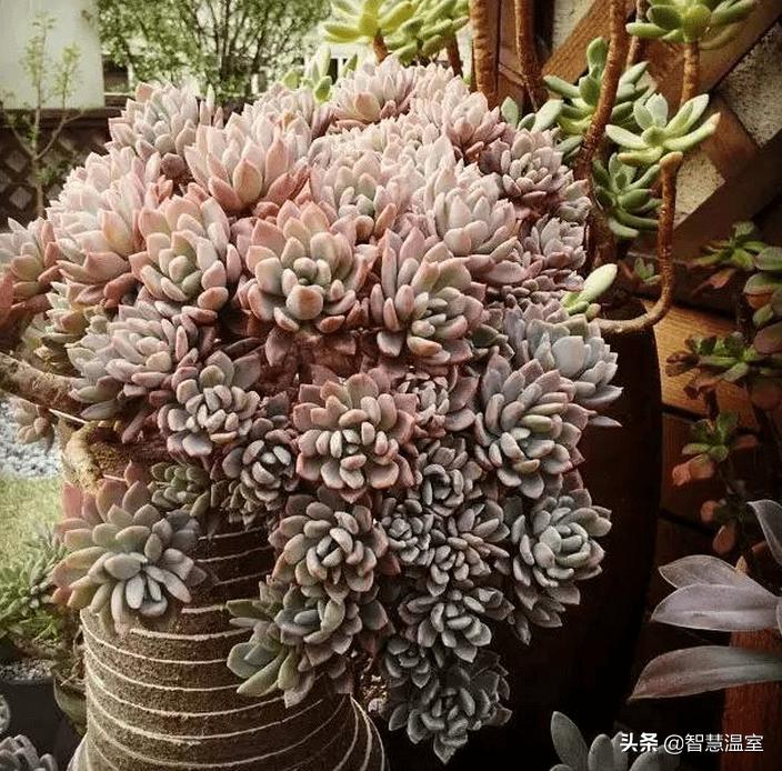 多肉植物的养花心得,多肉植物怎样养新手入门篇