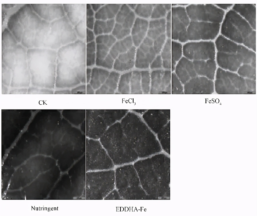 果树叶面肥可以喷两次吗,植物怎么喷营养液