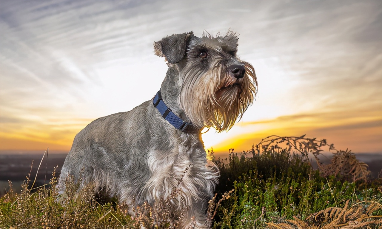哪种狗适合看家也适合陪伴,适合陪伴老人的狗有哪些品种