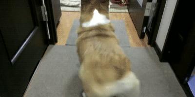 世界最聪明的狗狗排名,世界猛犬排名前十的狗狗品种