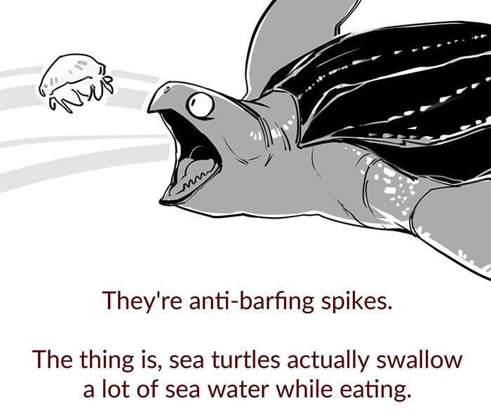 海龟没有牙齿靠什么来咬合,哪种海龟嘴里长满了尖刺