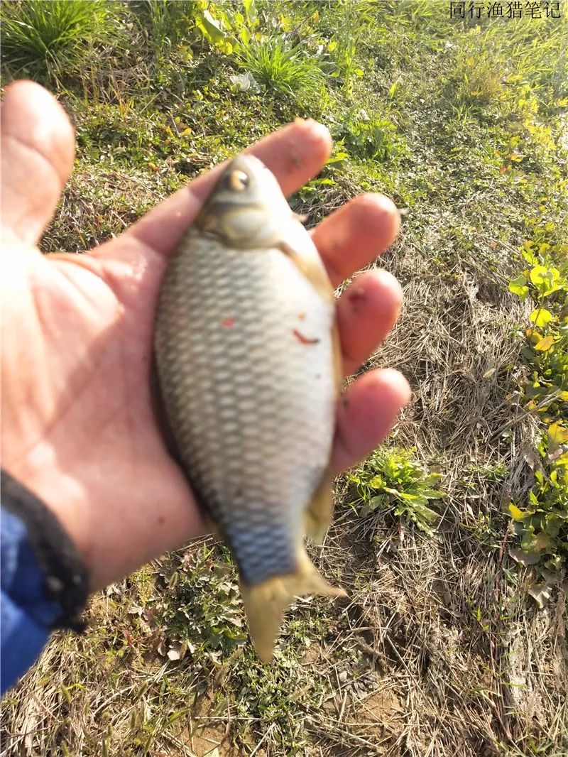 2019钓鲫鱼视频全集,钓鲫鱼的笔记