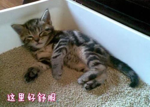 猫咪不会用滚珠怎么教,猫咪不会埋屎只会刨猫砂盆