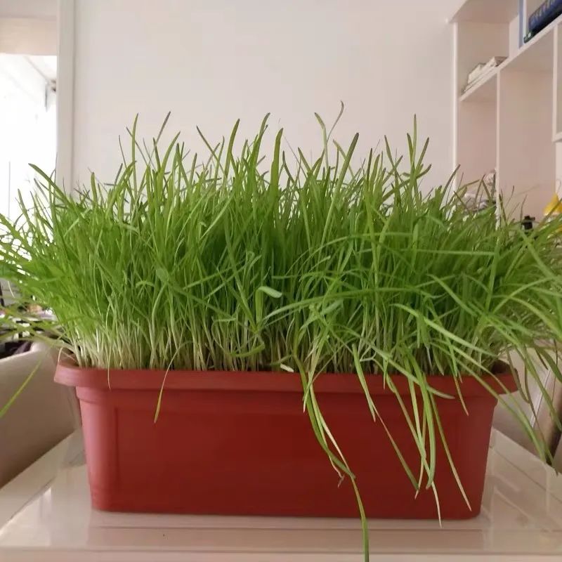 厨房杀虫去异味,自制万能杀虫水浇花杀菌