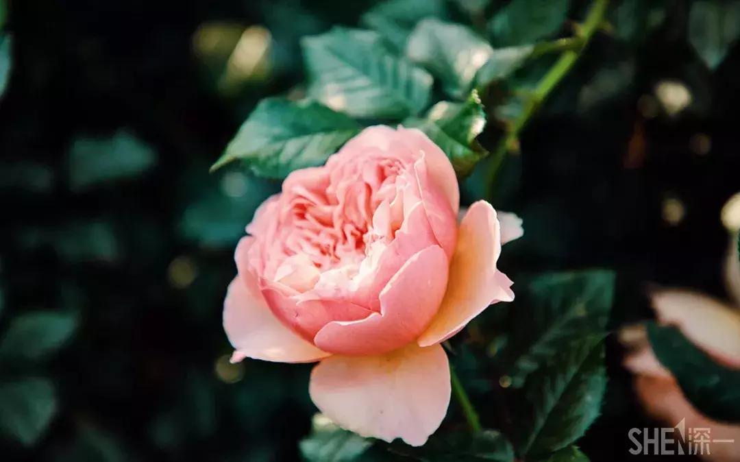 这里是东方世界,这里是东门英语怎么说