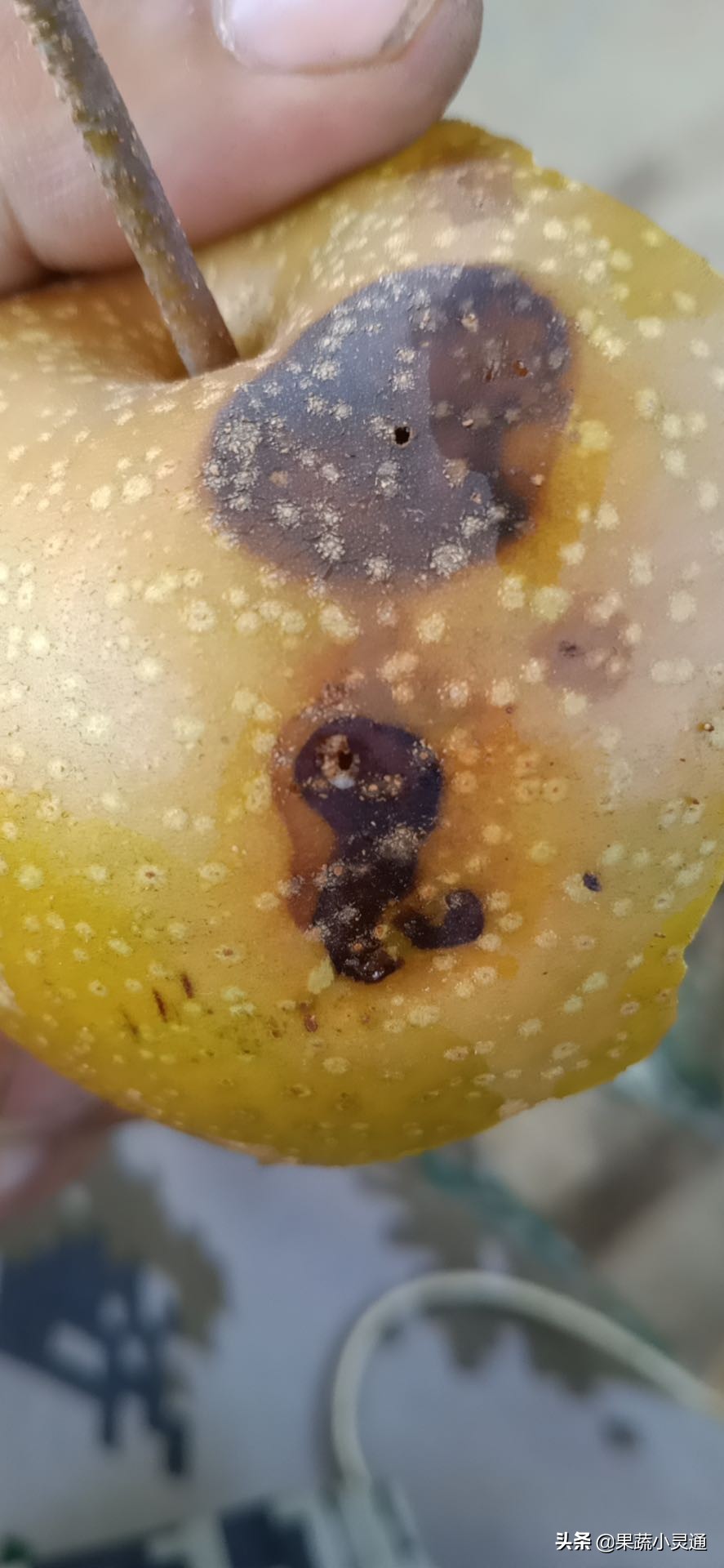 梨小食心虫蛀果过程,危害梨果实的害虫