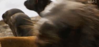 9.9恋爱游戏,9.9分恋爱番