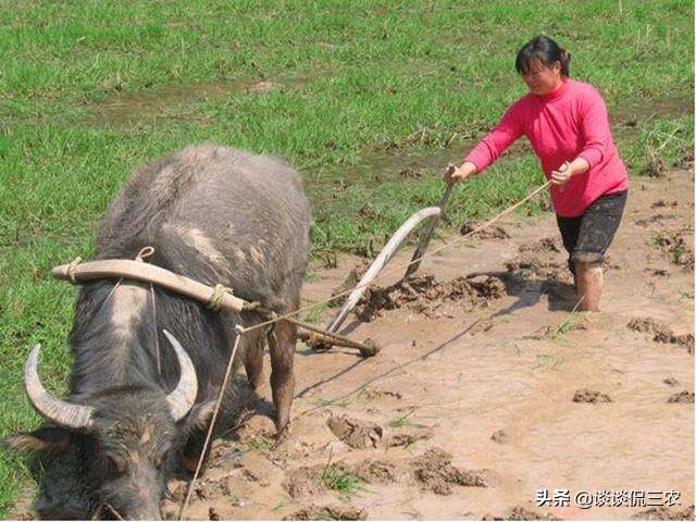 “好男有毛无好妻,好女有膘*不五**出”啥意思?今天还适用吗?