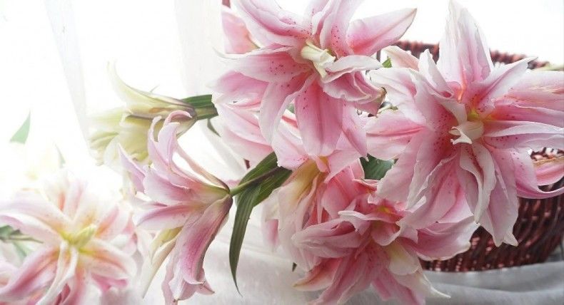 鲜花到了隔多久醒花最合适,刚收到的花蔫了怎么处理