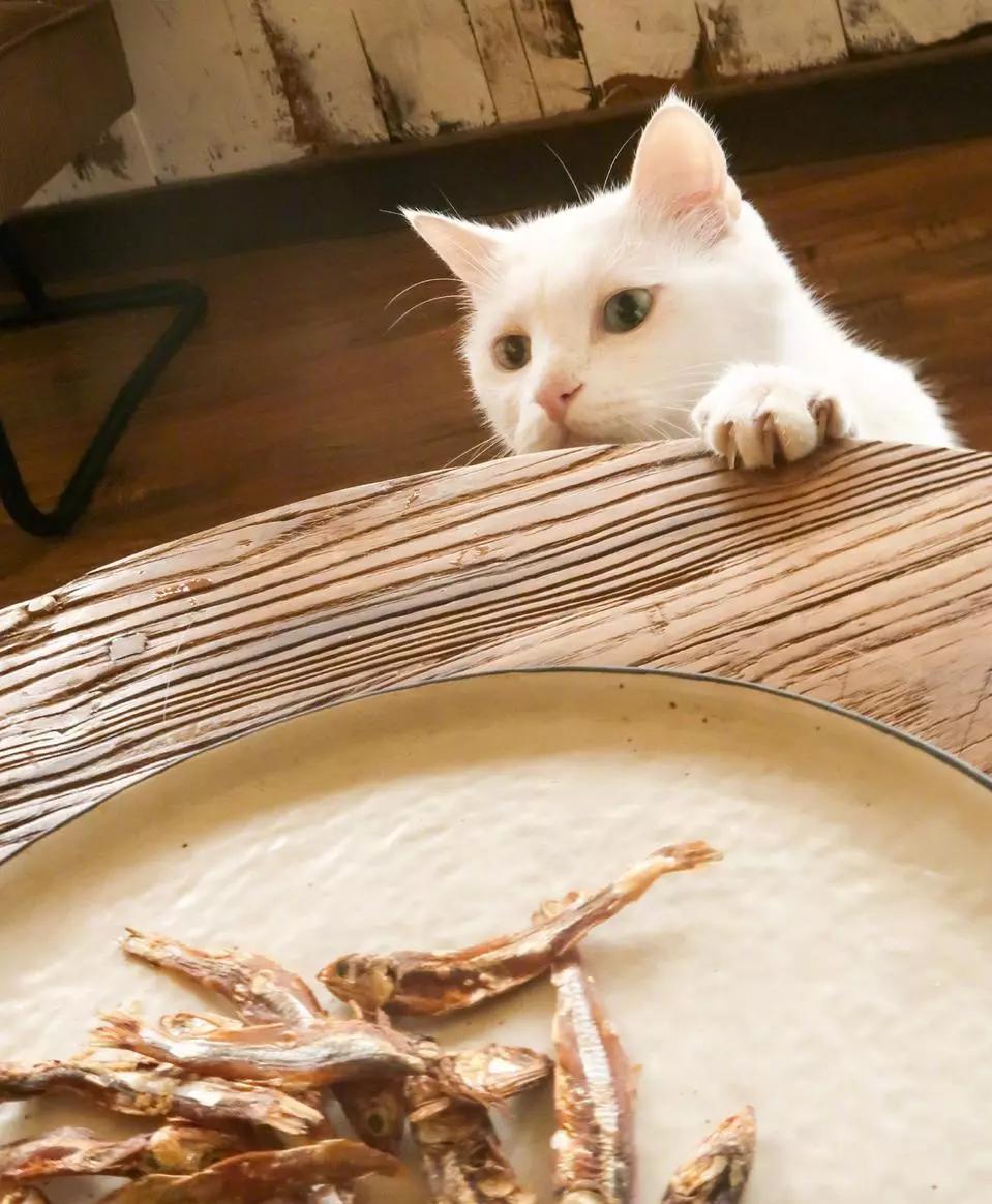 猫咪傲娇，为什么那么多人养？喜欢猫的18个理由，每个都无法反驳