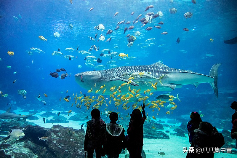 人工养殖鲨鱼死了怎么办,人工饲养虎鲸为啥短命