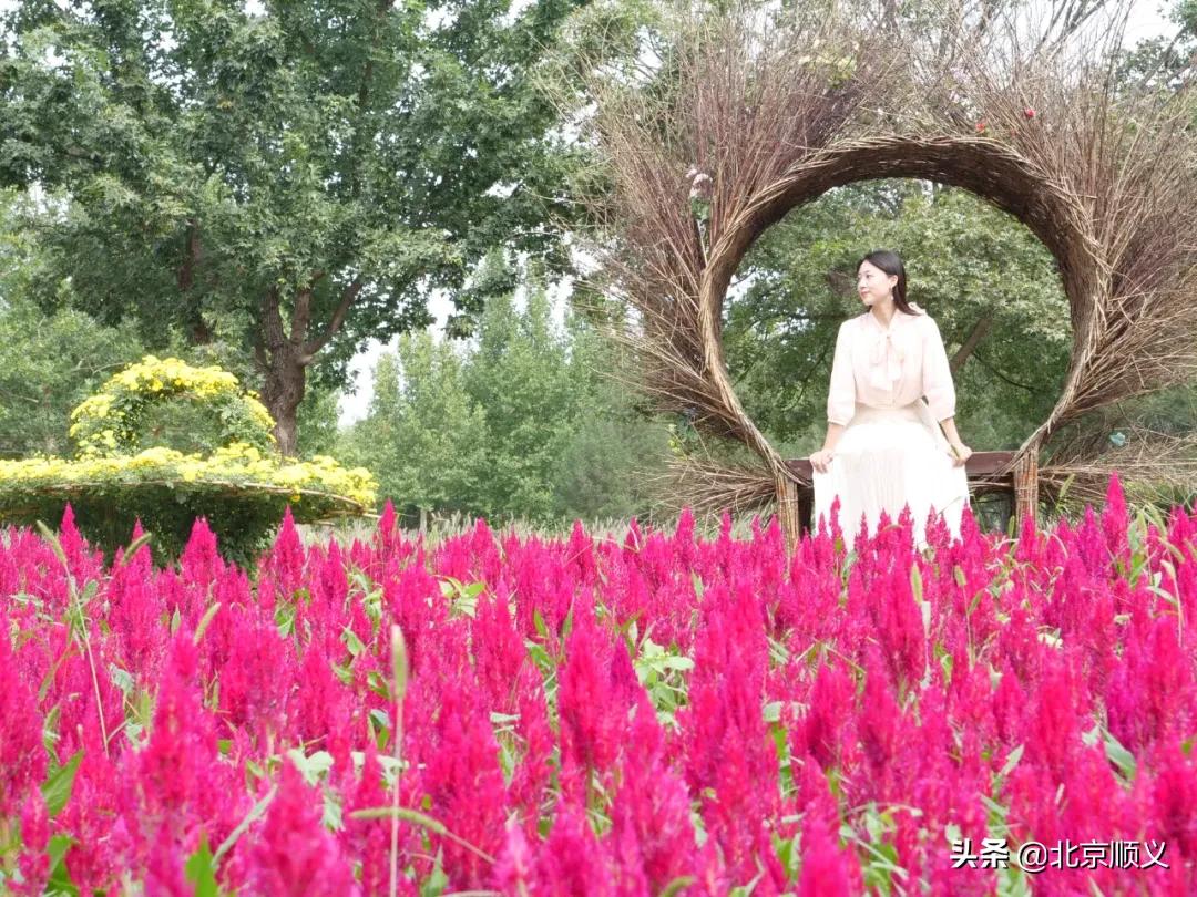 国庆节赏秋的好地方,北京国际鲜花港菊花展几月份最好