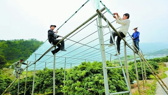 杨梅上面小白虫,我们该这样去解决