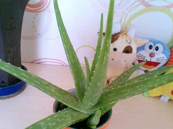 养芦荟怎么修剪好看,夏季养芦荟施什么肥最好最旺