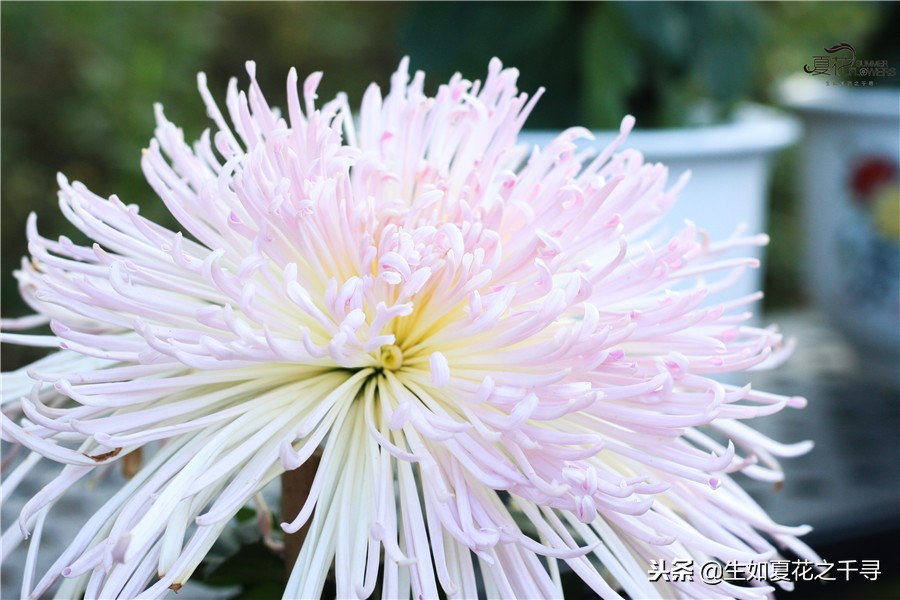 东湖公园菊花展今天还有开放吗,深圳东湖公园菊花展图片