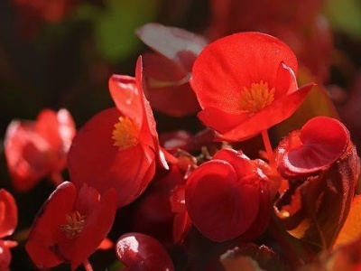 四季海棠花可以放室内吗,室内宜养的花海棠四季开花吗