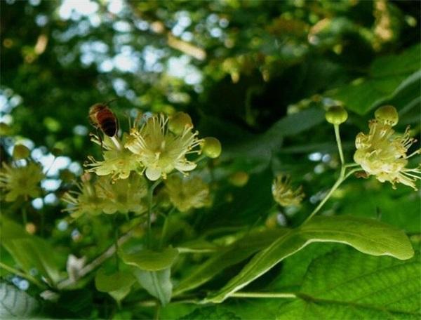 田野牧蜂蜂蜜怎么购买,在哪里能买到田野牧蜂蜂蜜