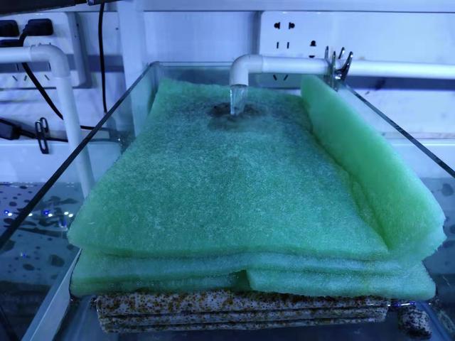 鱼缸里的腥味重是什么病因,鱼缸里的鱼腥