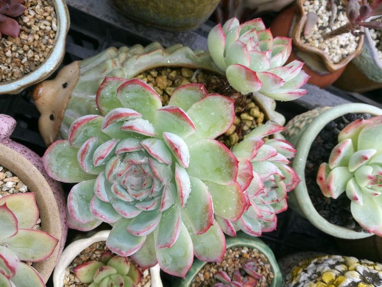 误打误撞的多肉情缘,带我走进多肉小世界!