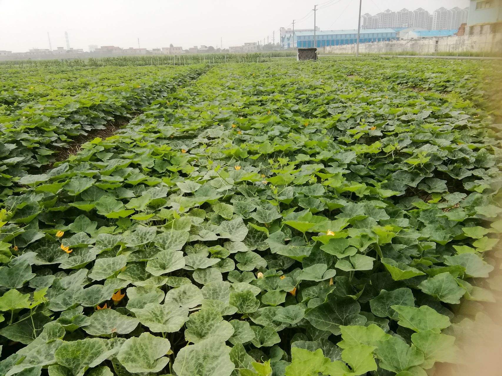 南瓜高产的最佳方法,蜜本南瓜种植前景及高产技术浅析