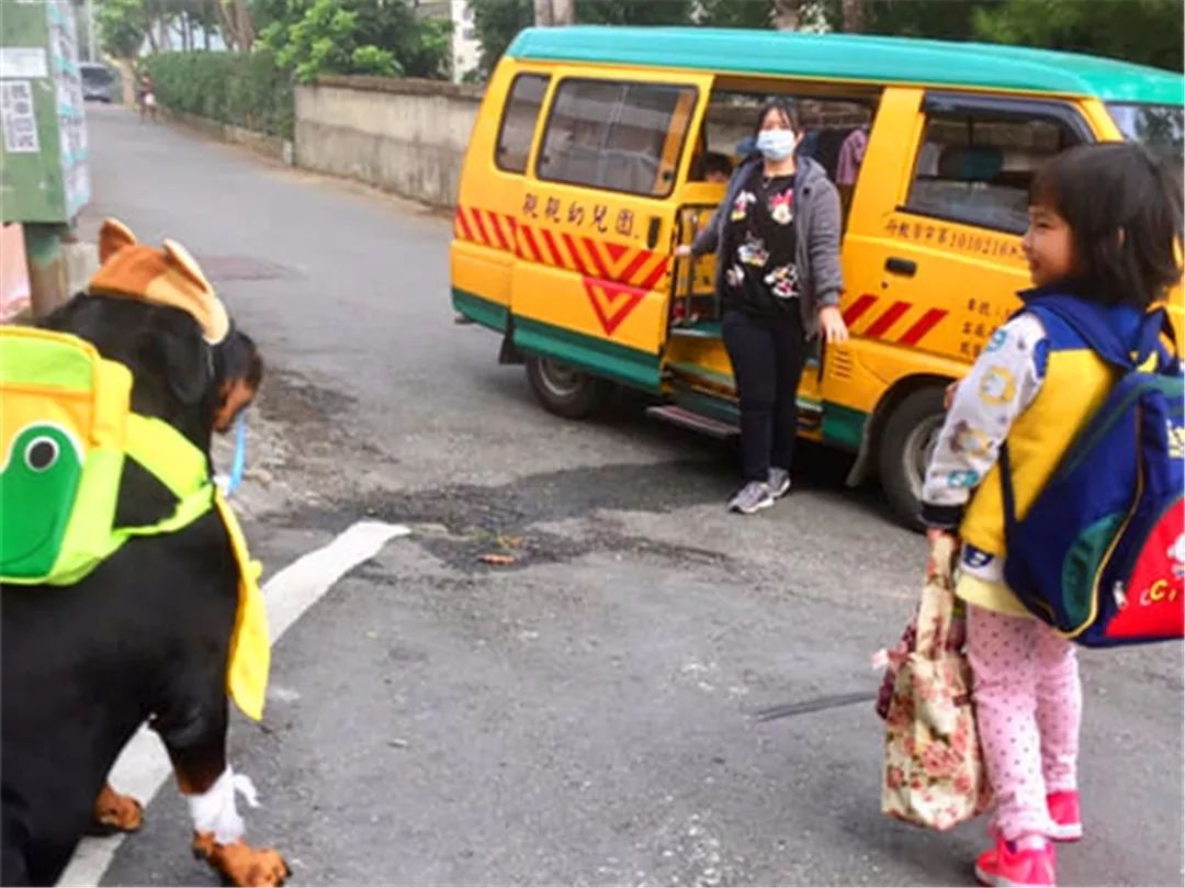 罗威纳想陪小主人上幼儿园，因太重被司机拒载，无奈看着校车远去
