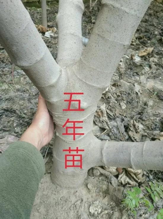 无花果能让城市家庭阳台颜值暴增,适合阳台种植的无花果树