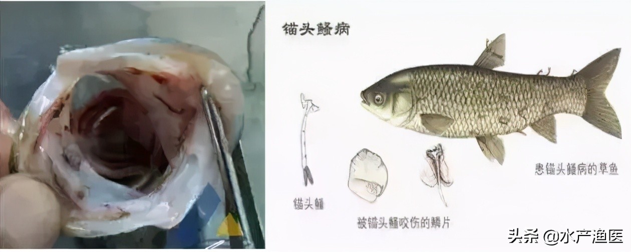养殖鱼常见体外寄生虫,23种鱼类寄生虫图片库