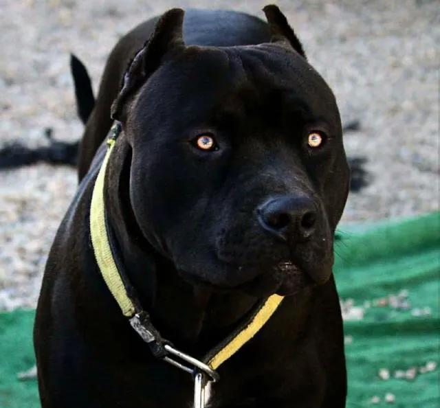 世界各国大型猛犬排名,世界各国猛犬排名