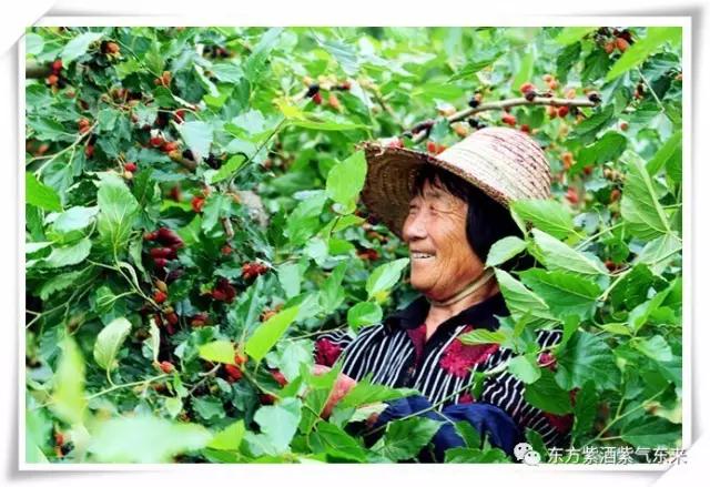 一杯紫酒,轻松周末,采摘品鉴邀您相约