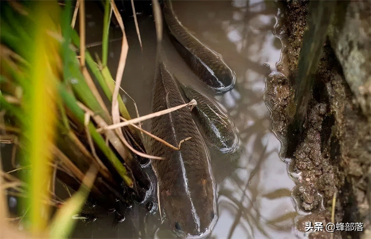稻田养鱼为什么不赚钱视频,年赚600万稻田养鱼为什么没人养了