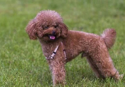 比熊和泰迪配出来的幼犬怎样挑选,如何挑选泰迪幼犬视频教程