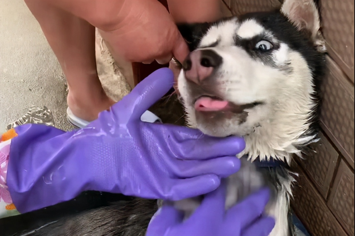 哈士奇经常呕吐怎么办,哈士奇幼犬拉稀呕吐怎么办