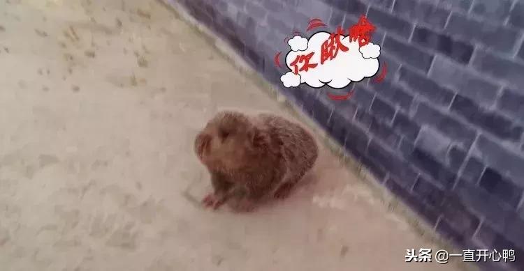 致富经节目现在怎么样了,致富经里的节目真实吗