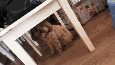 养泰迪犬的男生性格分析,泰迪犬的特点和性格