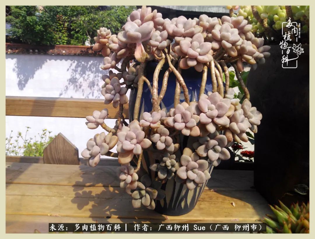 艳阳高照凉爽贵州,我要勤快地捕捉美好!(二)