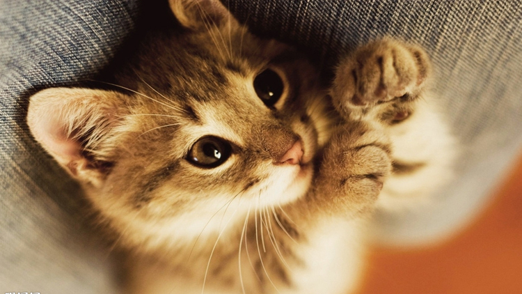 猫咪感冒发烧用啥药品,猫咪药品