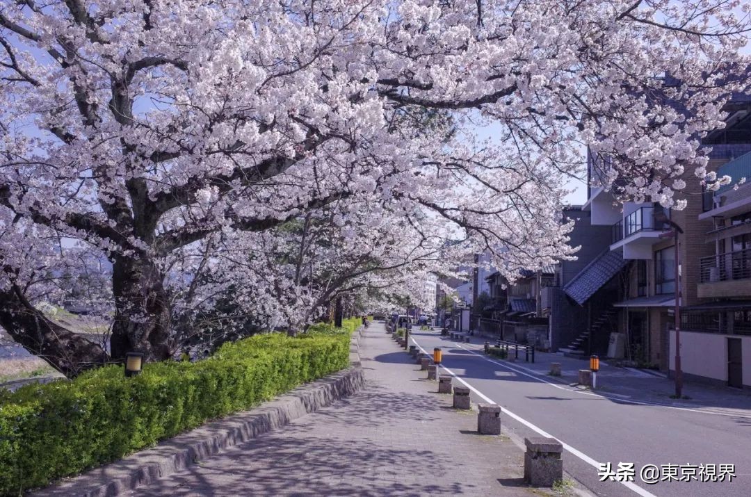 我在京都，攒下一整个春日的绝美樱色送给你。