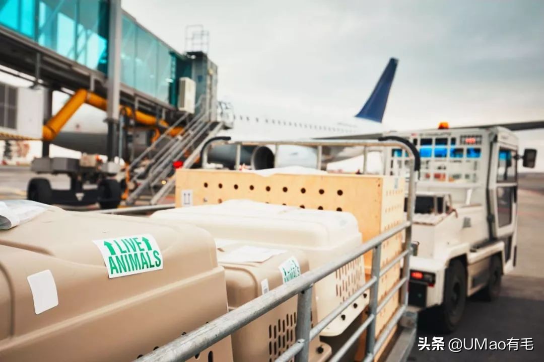 小猫咪托运怎样才最安全,如何托运小猫咪