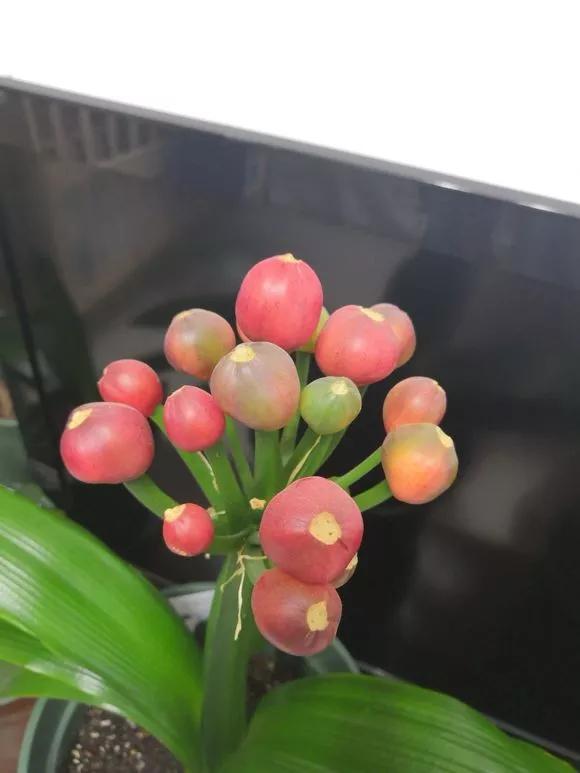 君子兰砍头憋出小芽子怎么养护,君子兰露头后怎么处理