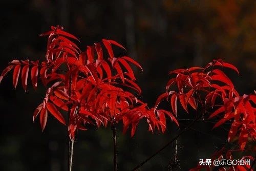 牯牛降儿童怎么玩,石台牯牛降风景区