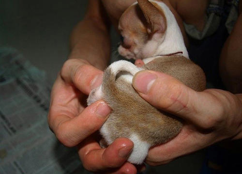 狗狗要定期挤肛门腺吗,到底有什么作用?了解下背后的秘密