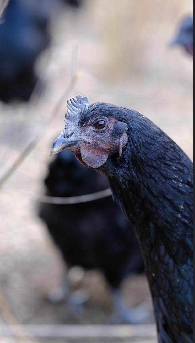 卖完公鸡留母鸡生蛋，不按斤按盒卖70-100块，居然收入千万