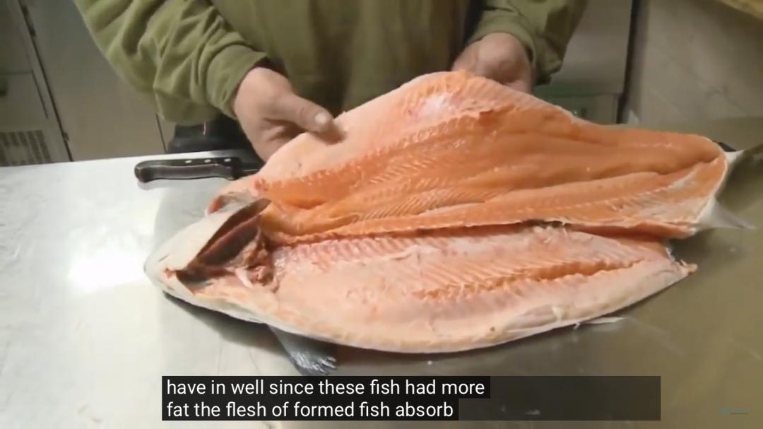 “最毒僵尸鱼”,外媒曝挪威三文鱼养殖乱象,看完胃不好了